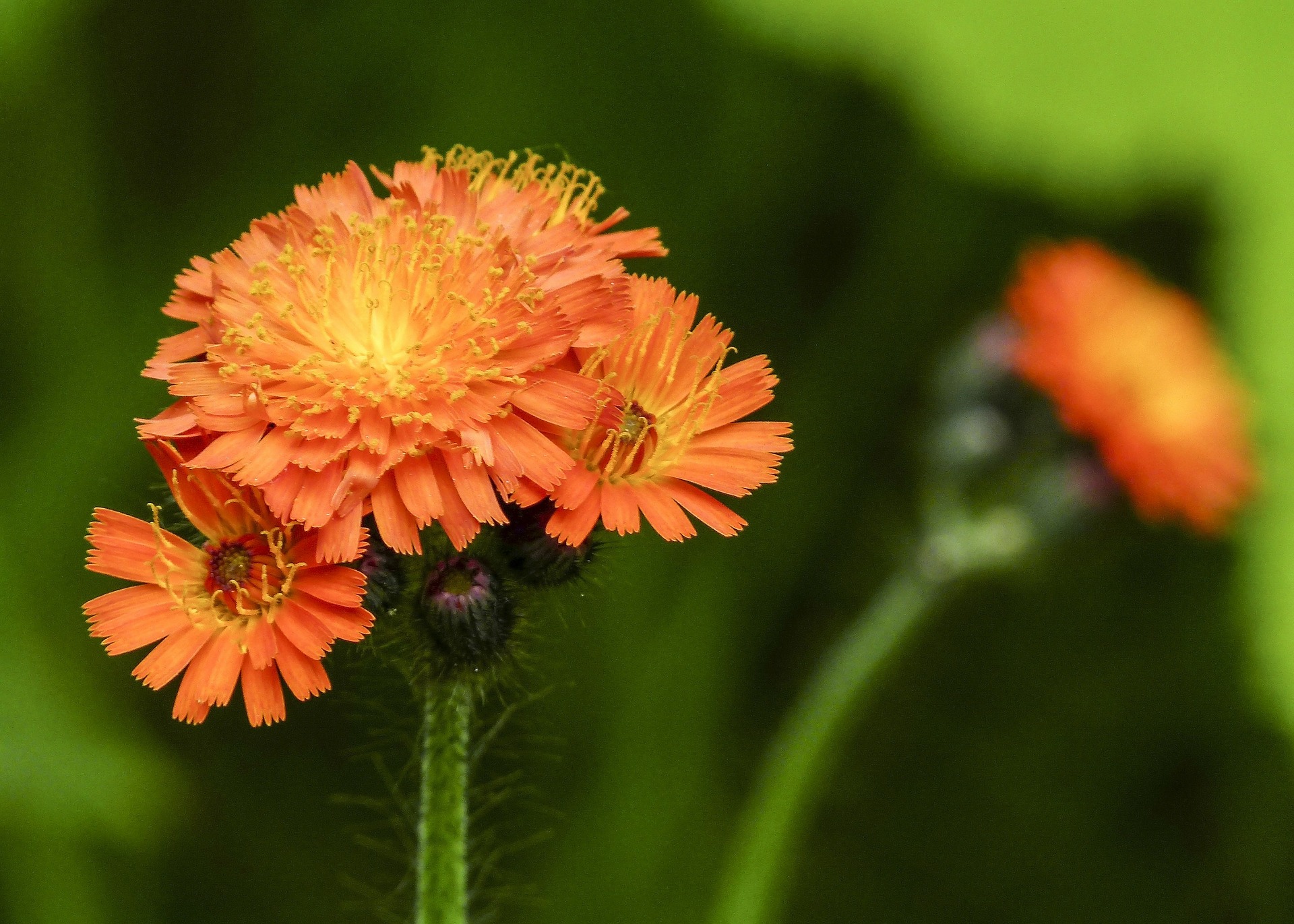 orange-hawkweed