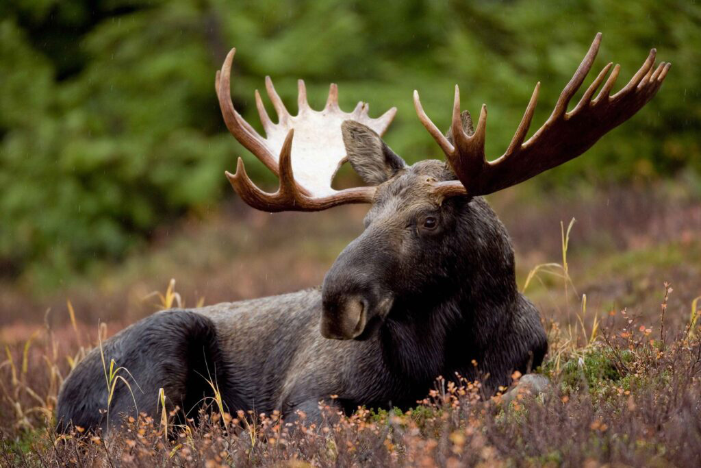 2024 moose hunting program